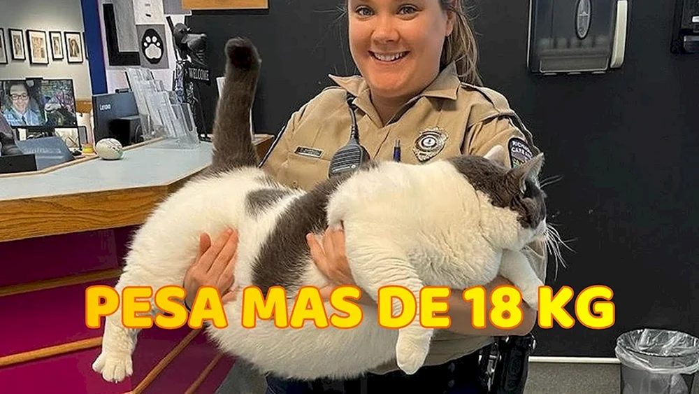 Himmlische Katze 21kg
