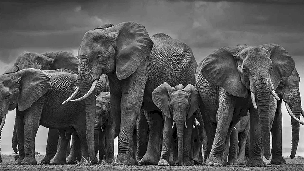 Elefantenbaby Elefant