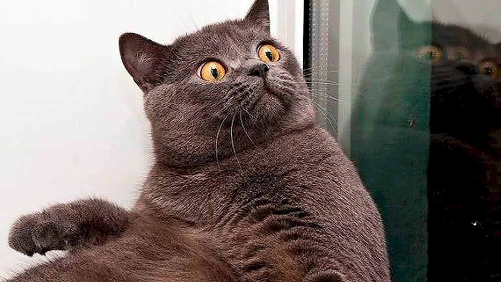 Katze auf weißem Hintergrund