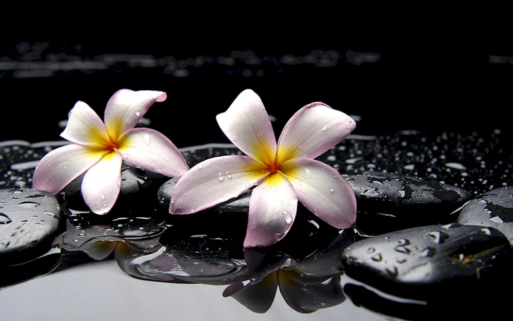 Fotoboard Blumen