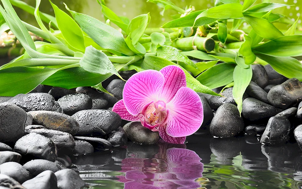 Foto Blumen