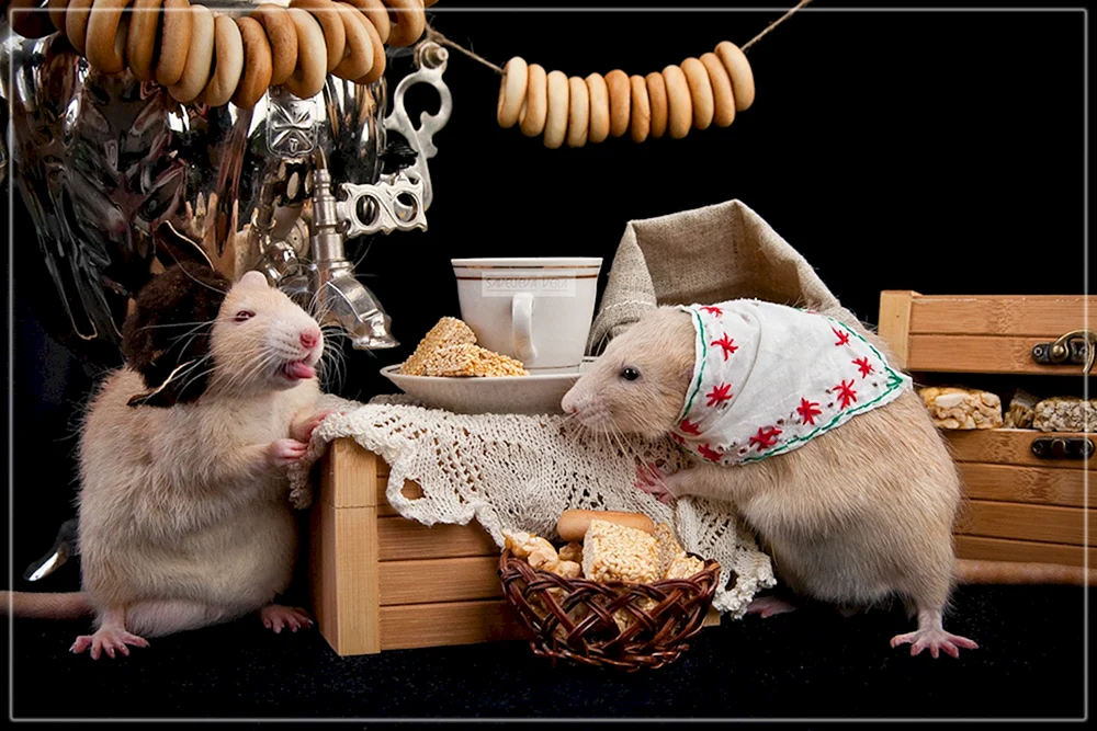 Fotoshoot. mit Ratte