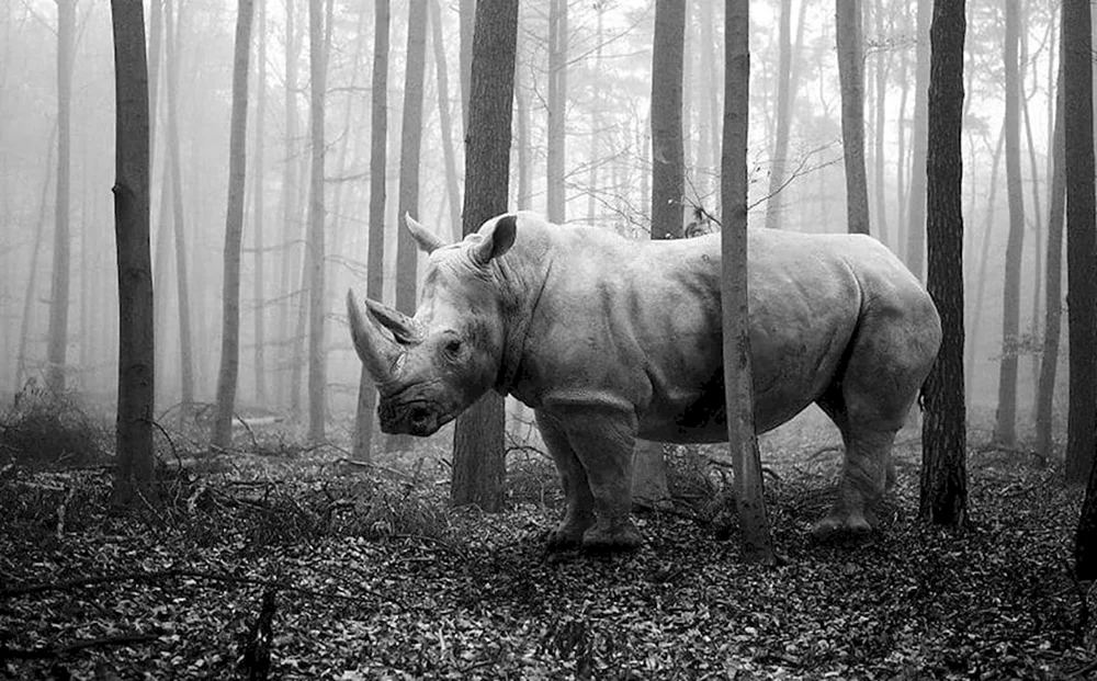 David Yarrow Fotograf