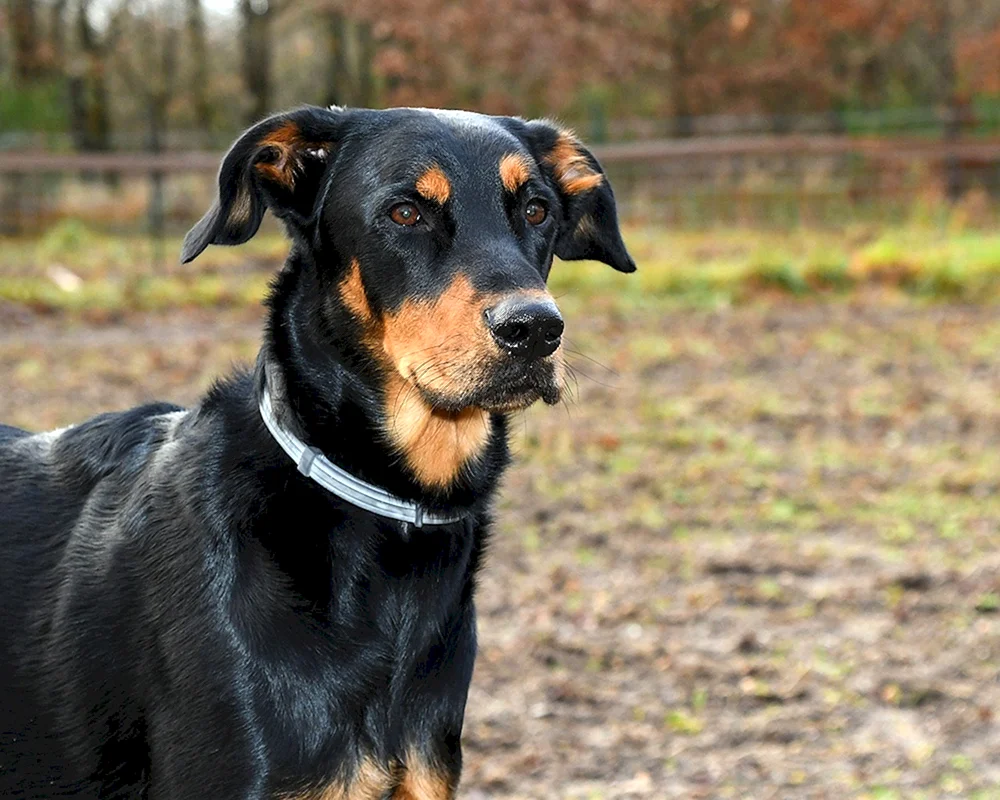 Dobermann métis Cane Corso