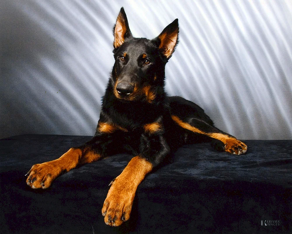 Französischer Schäferhund. Boceron