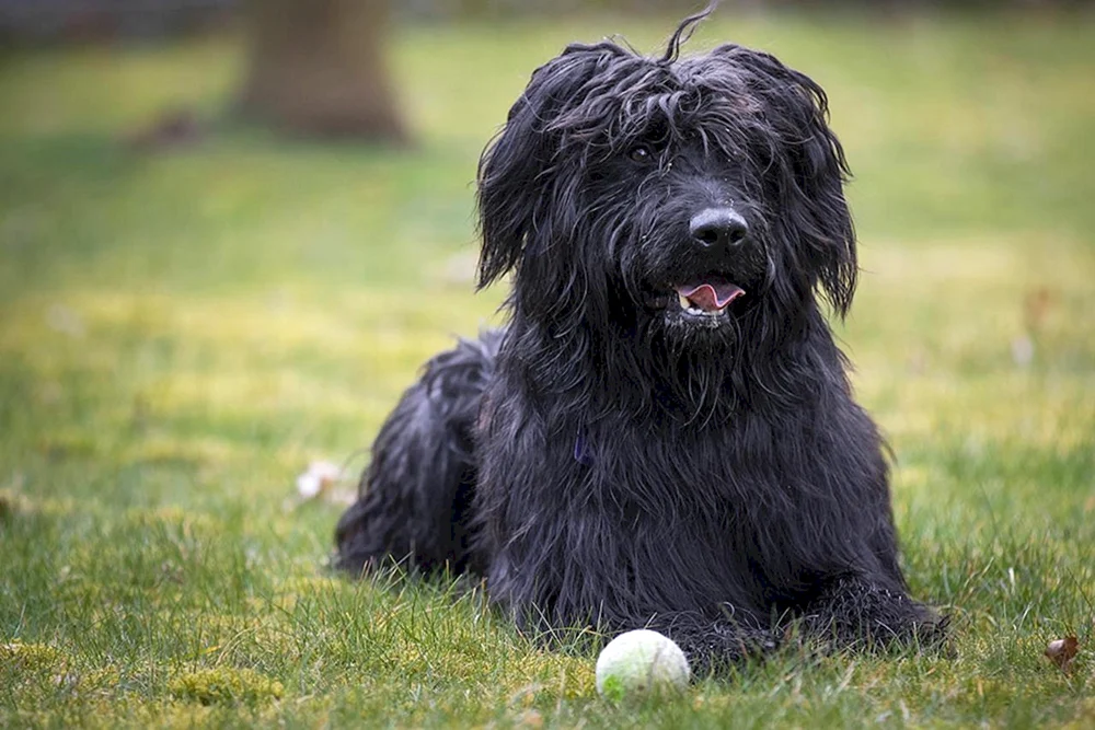 Französischer Schäferhund Briar