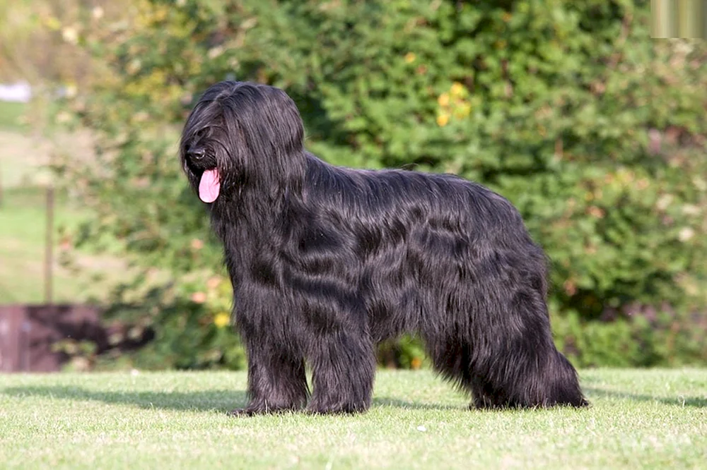 Französischer Schäferhund Briar
