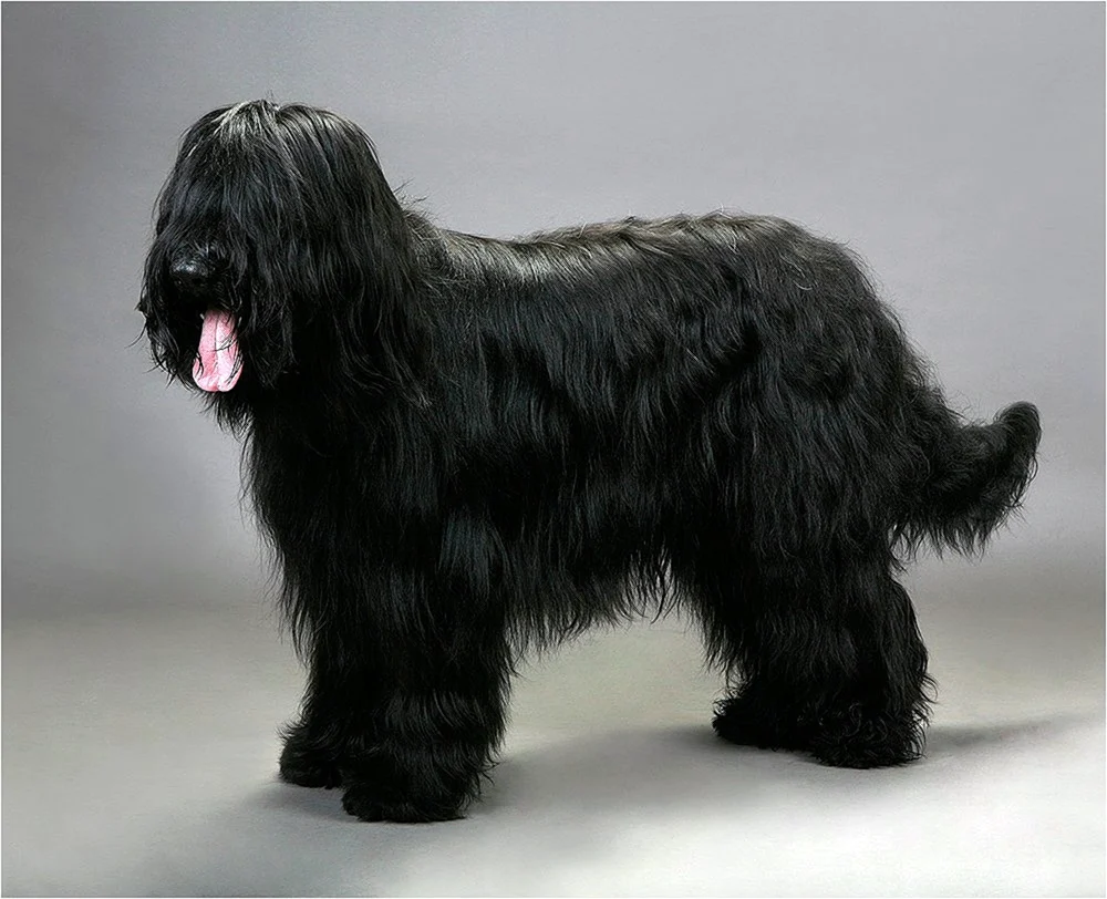 Französischer Schäferhund Briar
