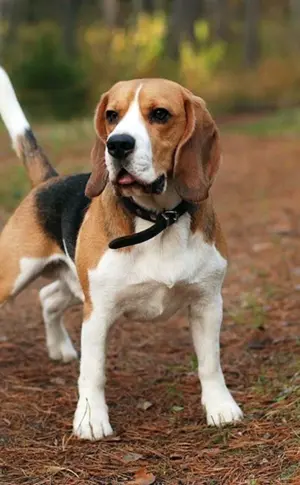 Französischer Beagle Harrier