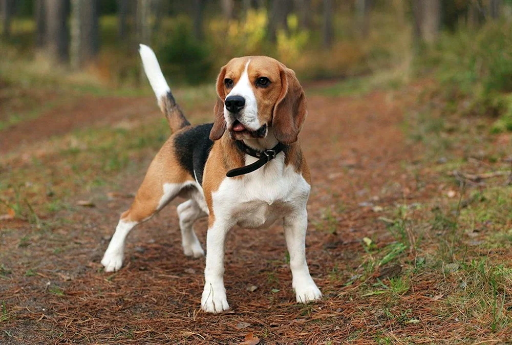 Französischer Beagle Harrier