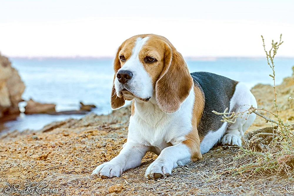French Beagle Harrier