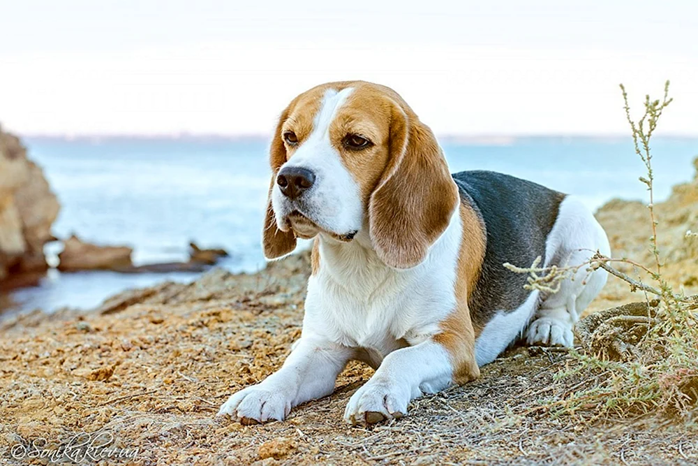 Rasse des Beagle Jack Kentucky