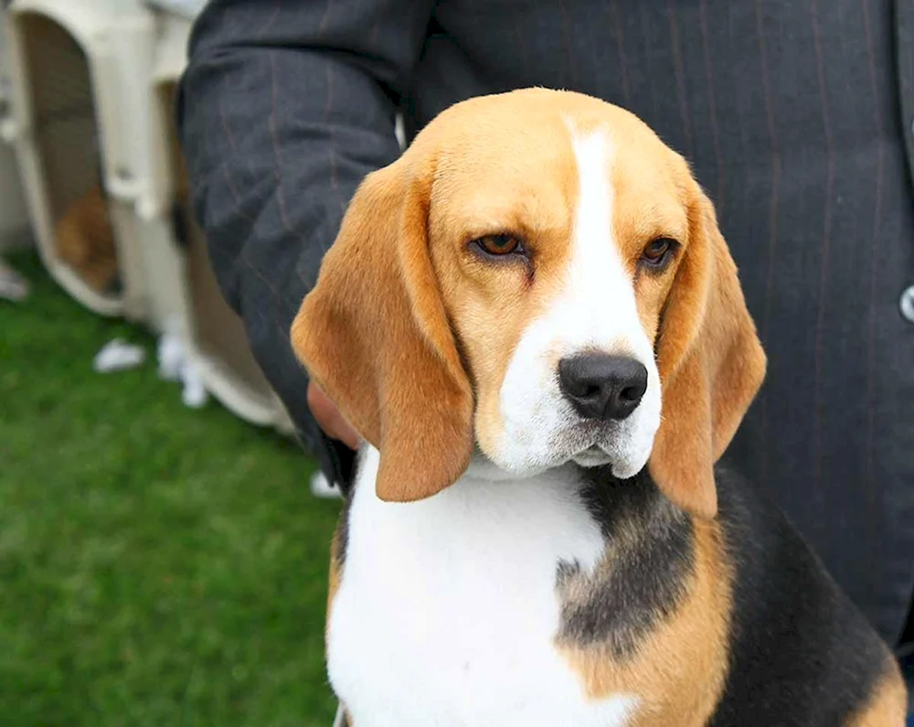 Eared Basset. Hound