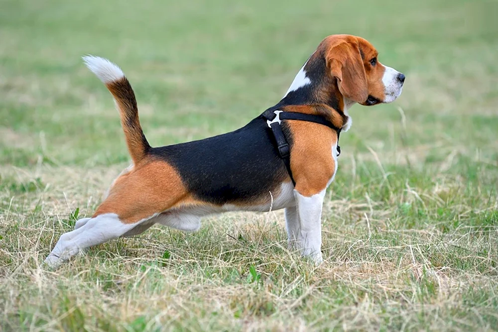 Beagle Hund