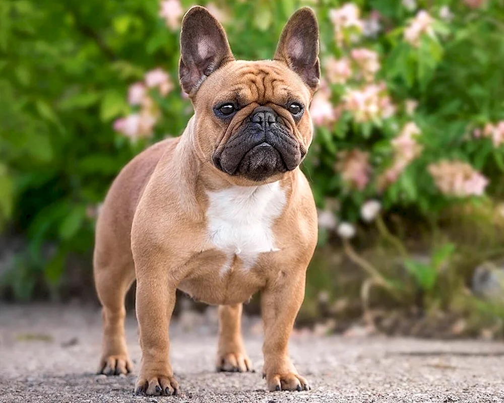 Französische Bulldogge Welpe