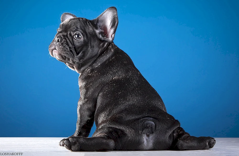 Französische Bulldogge