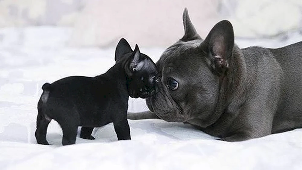 Französische Bulldogge