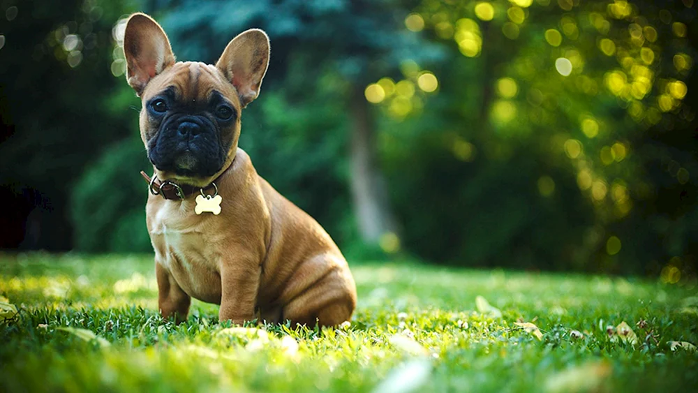 Französische Bulldogge