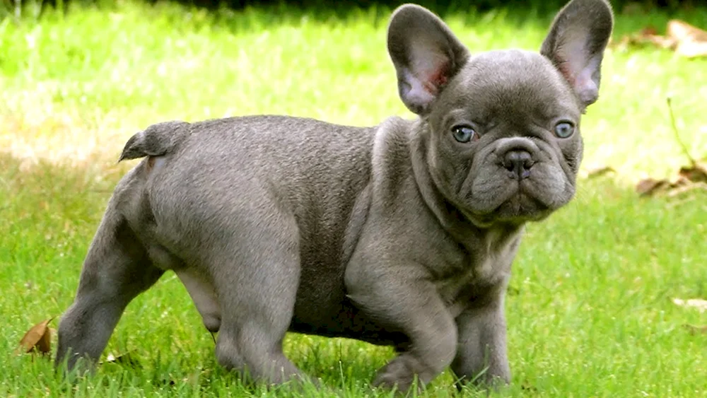 Französische Bulldogge Welpe