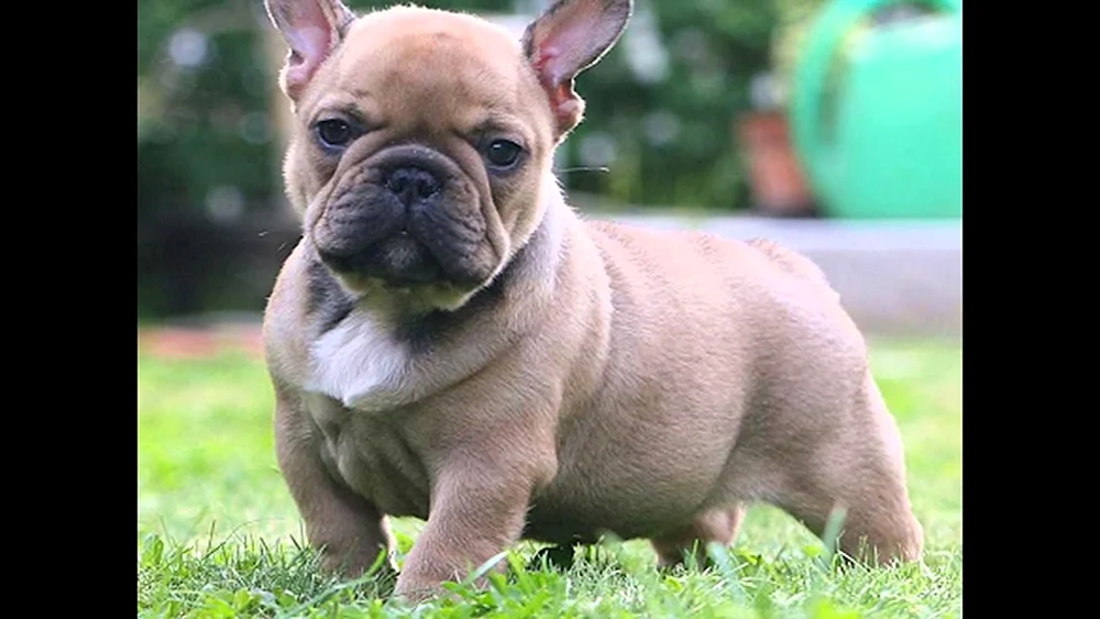 Französische Bulldogge