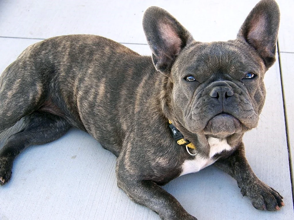 Französische Bulldogge tigerfarbig Welpe 3 Monate alt