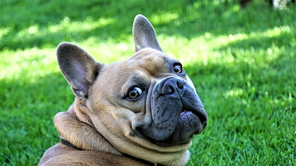 Französische Bulldogge