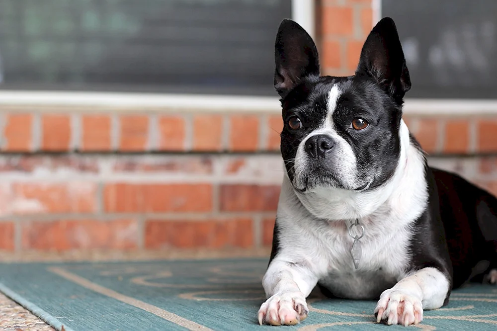 Boston Terrier Bulldogge