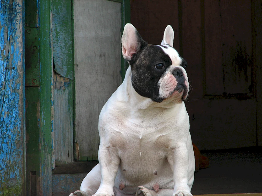 Französische Bulldogge Welpe