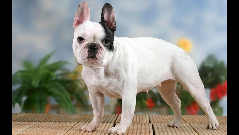 Französische Bulldogge Welpe