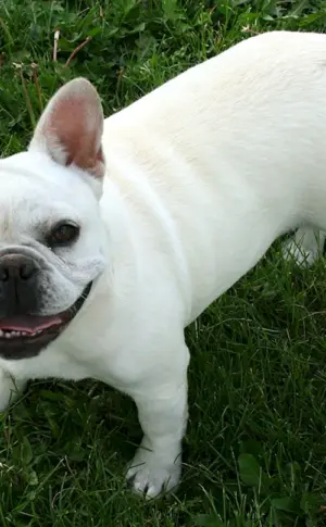 Französische Bulldogge albino