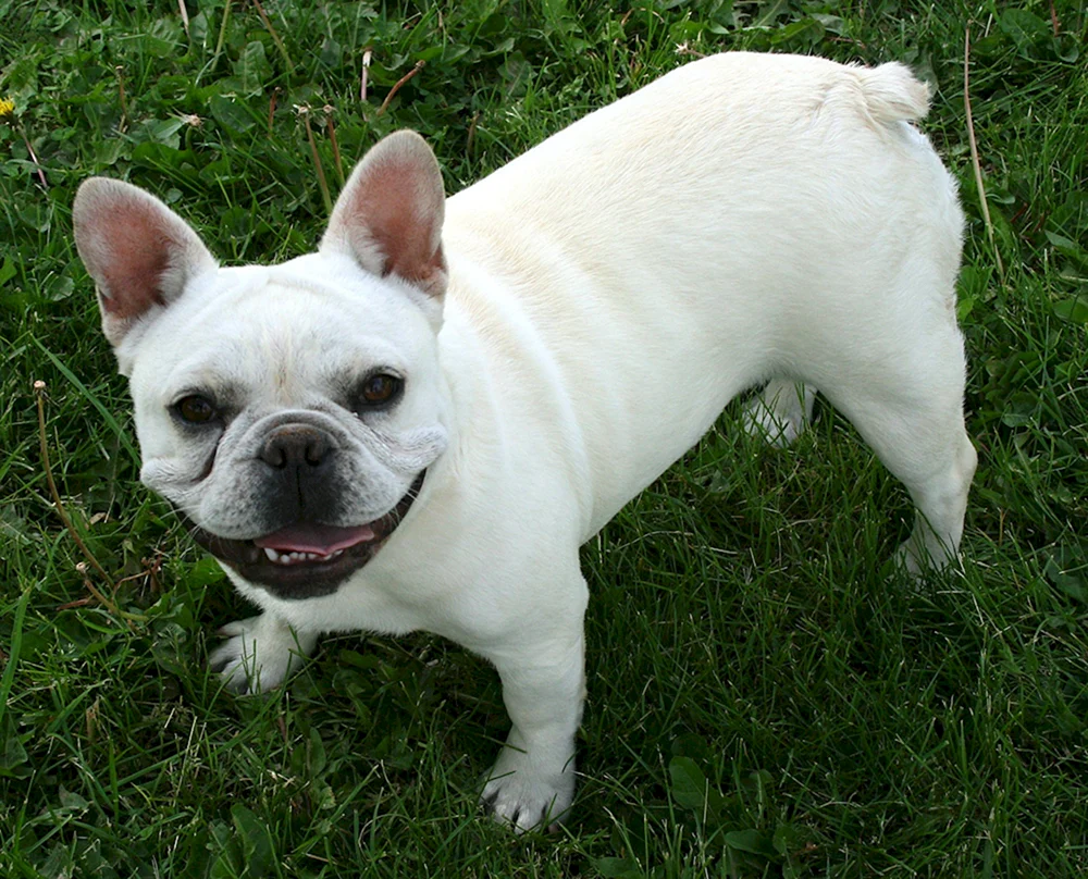 Französische Bulldogge albino