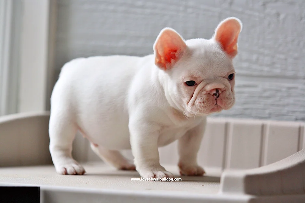 Fluffige Französische Bulldogge