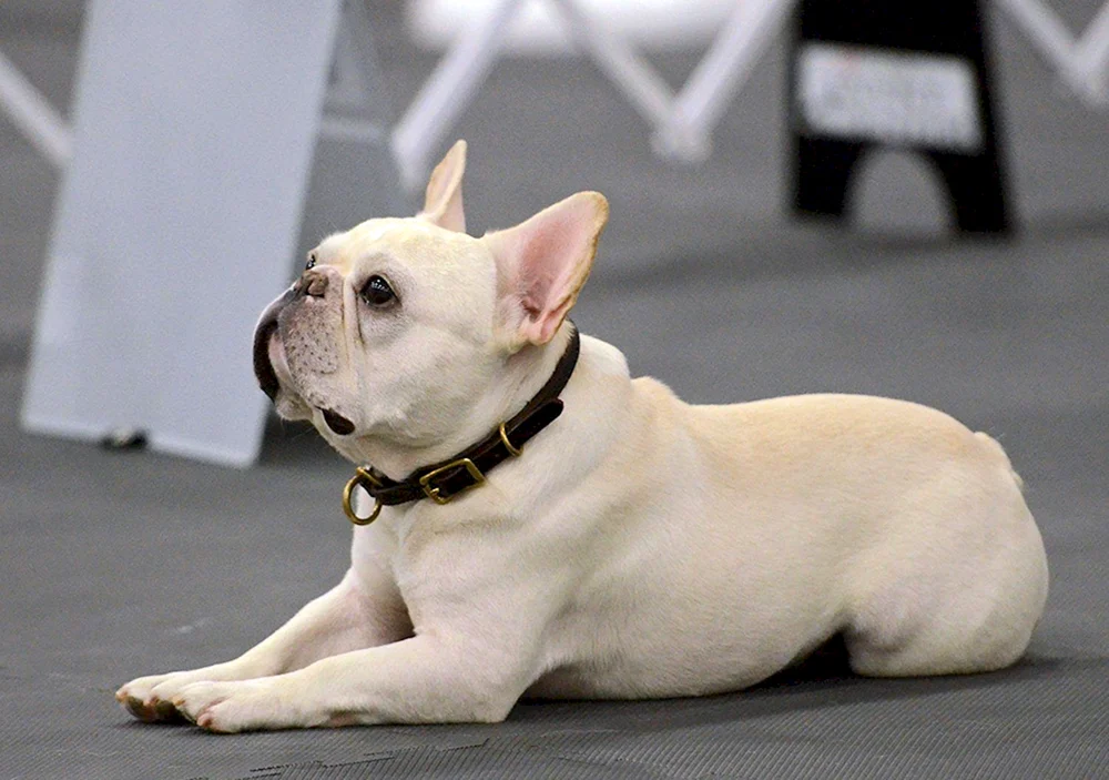 Französische Bulldogge gefleckt
