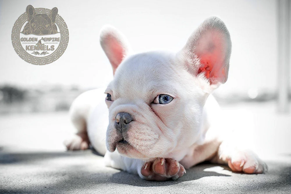Albino Französische Bulldogge
