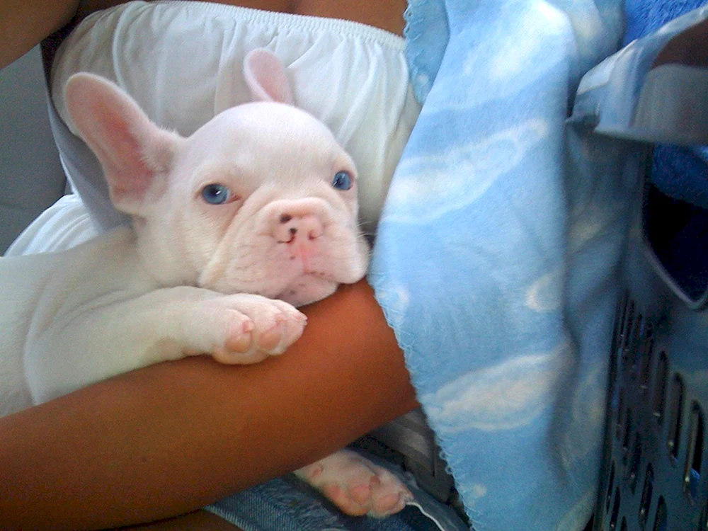 Französische Bulldogge Albino