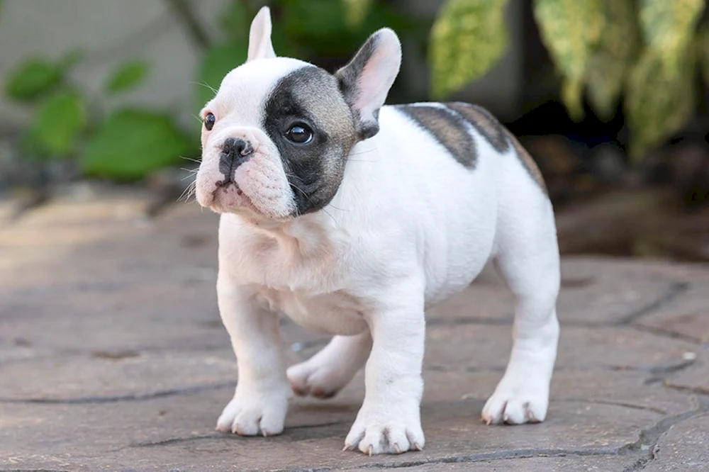 Französische Bulldogge weiß gefleckt