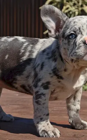 Französische Bulldogge Blue Merle