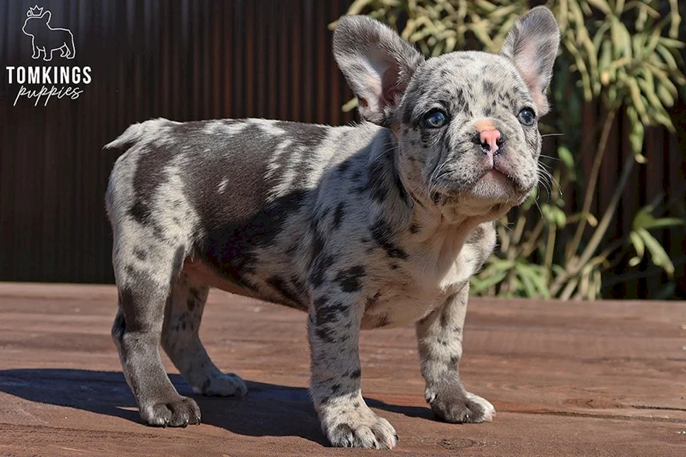 Französische Bulldogge Blue Merle