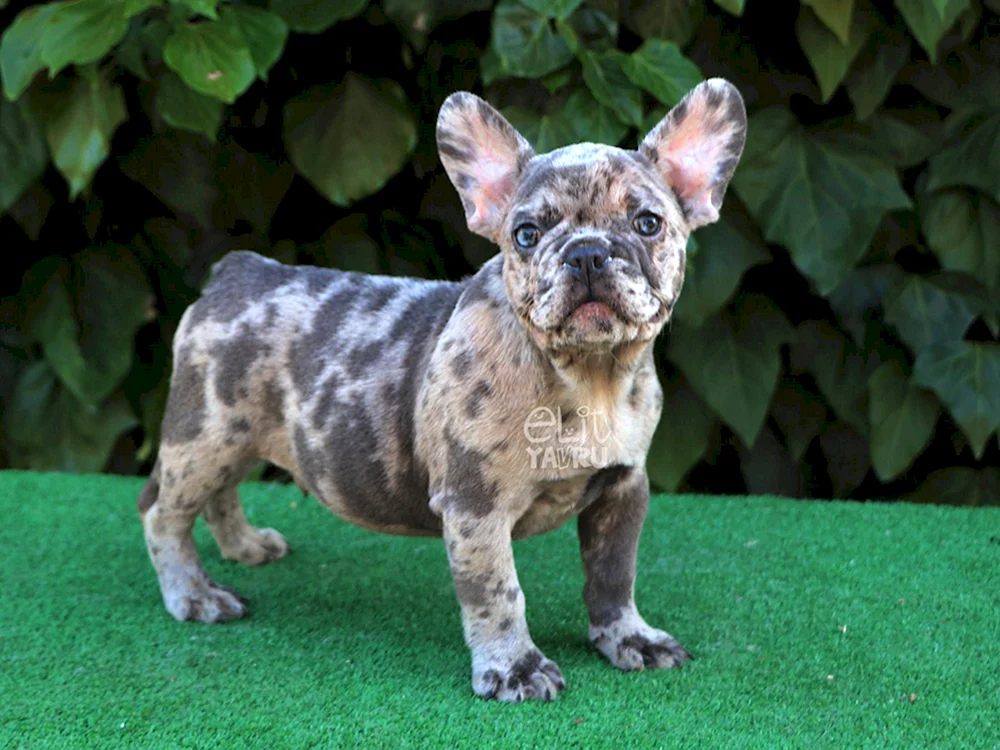 Französische Bulldogge Blue Merle