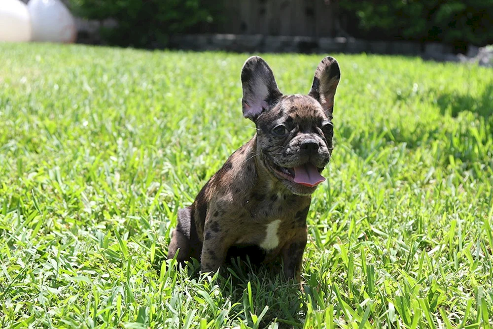 Blue Merle Bulldogge