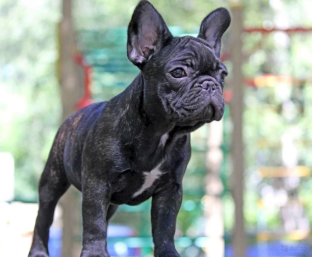 Französische Bulldogge schwarz tiger. Französische Bulldogge tigerfarbig