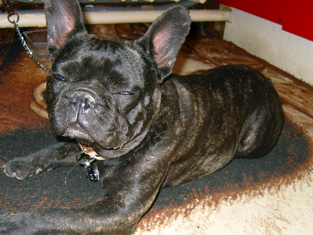 Französische Bulldogge tigerfarbig