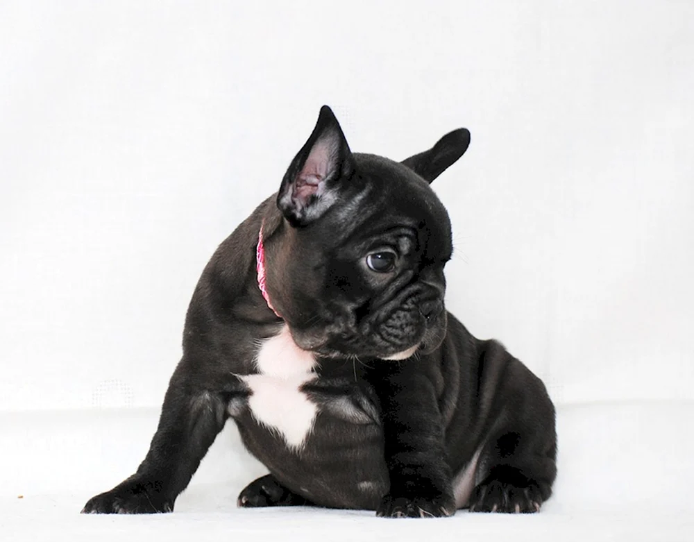 Französische Bulldogge tigerfarben Welpe