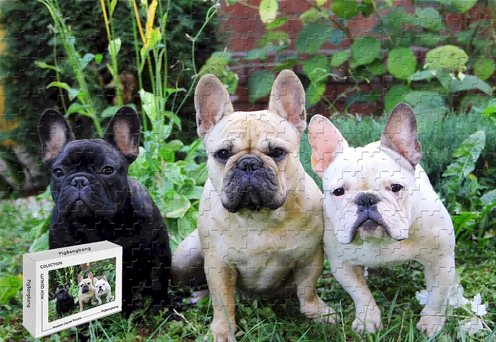 Französische Bulldogge Chivas