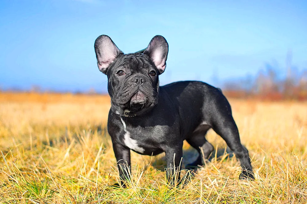 Französische Bulldogge Isabella