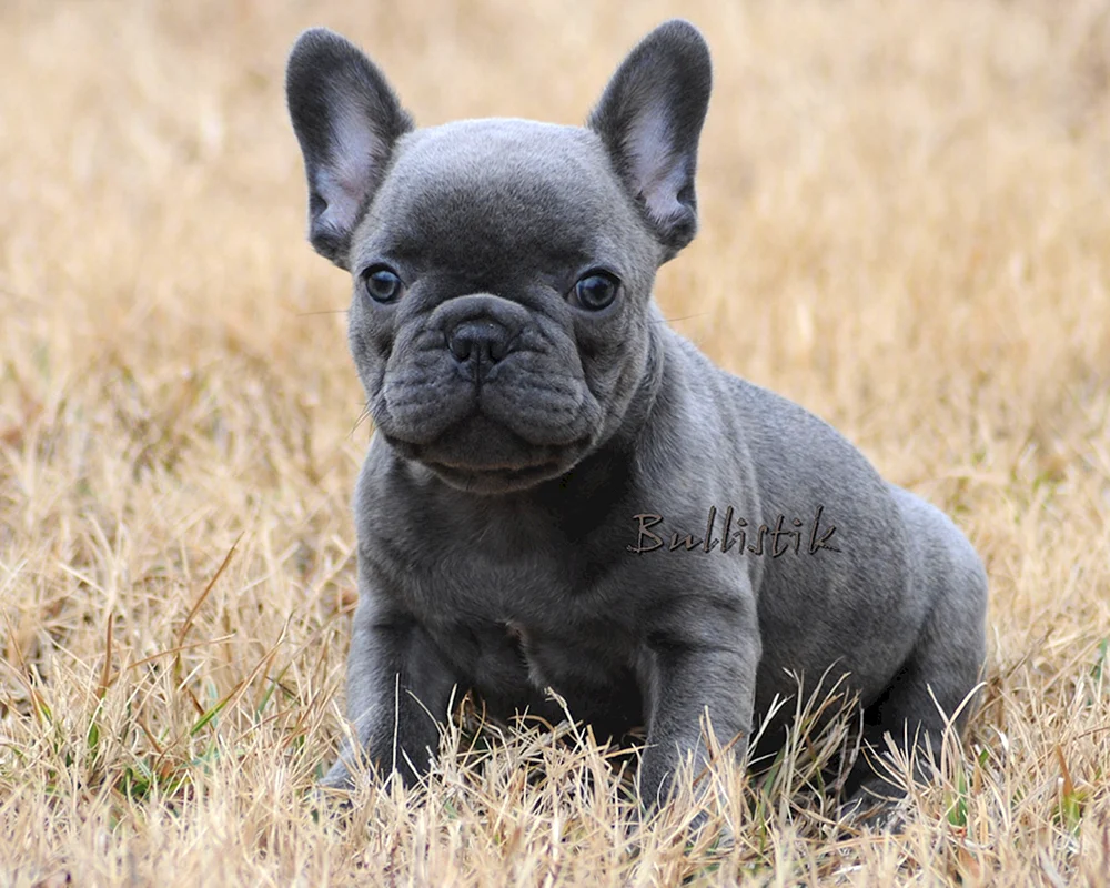 Lilac Tan Französische Bulldogge