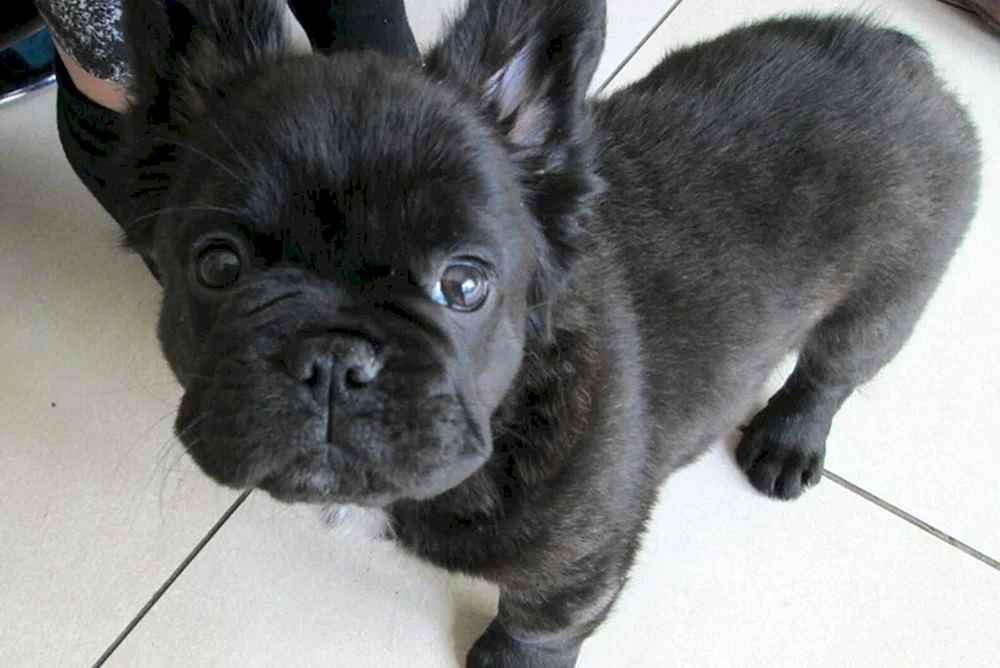 Französische Bulldogge Welpe 4 Monate alt