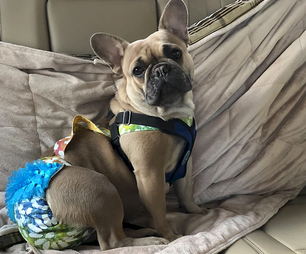 Kanadische Bulldogge