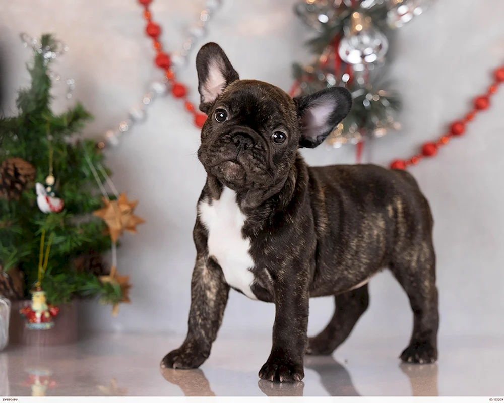 Französische Bulldogge tigerfarben erwachsen