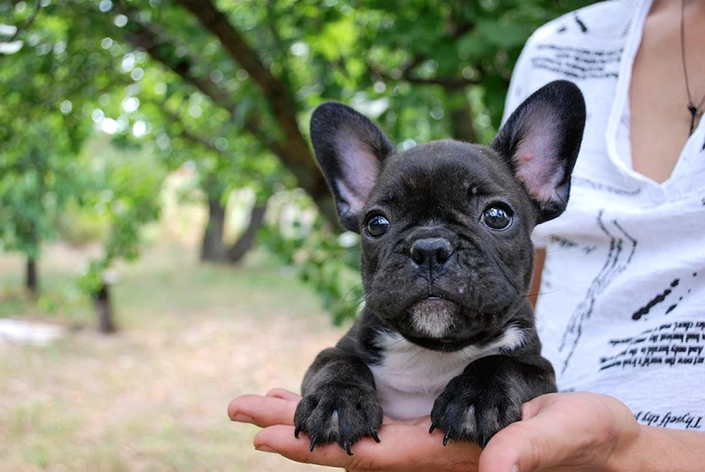 Französische Bulldogge